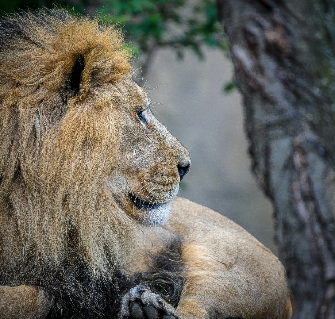 Lion on the ground